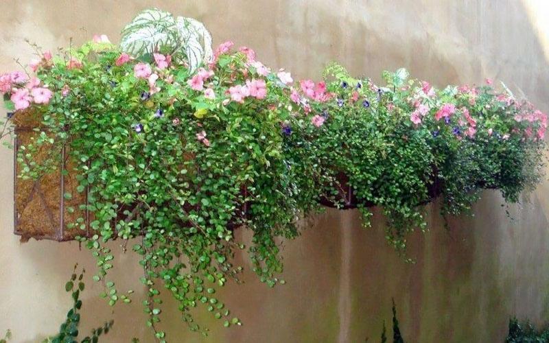 Muehlenbeckia Wire Vine - View 39 from www redcrocus com