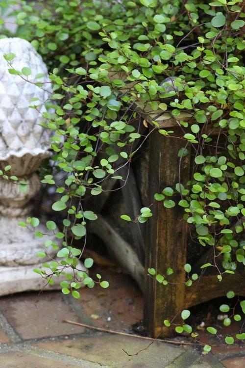 Muehlenbeckia Wire Vine - View 4 from www redcrocus com