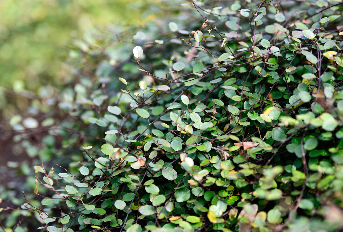 Muehlenbeckia Wire Vine - View 6 from www redcrocus com