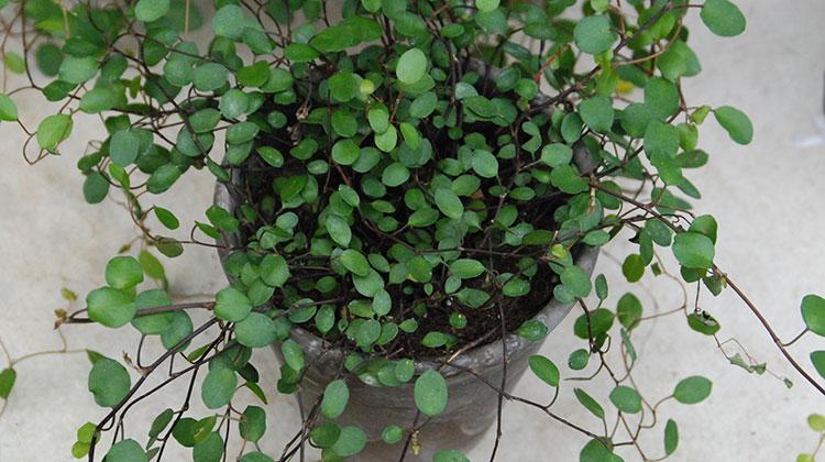 Muehlenbeckia Wire Vine - View 7 from www redcrocus com