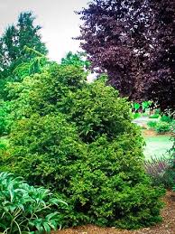 RedCrocus Hinoki Cypress 'Torulosa' (Chamaecyparis obtusa) Live Evergreen Plant, Contorted Glossy Foliage, Narrow Pyramidal Specimen for Borders, Foundations, or Screening  1 Gallon Nursery Pot