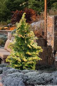 RedCrocus Hinoki Cypress 'Torulosa' (Chamaecyparis obtusa) Live Evergreen Plant, Contorted Glossy Foliage, Narrow Pyramidal Specimen for Borders, Foundations, or Screening  1 Gallon Nursery Pot