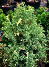 RedCrocus Hinoki Cypress 'Torulosa' (Chamaecyparis obtusa) Live Evergreen Plant, Contorted Glossy Foliage, Narrow Pyramidal Specimen for Borders, Foundations, or Screening  1 Gallon Nursery Pot