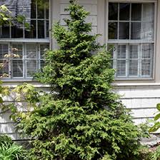 RedCrocus Hinoki Cypress 'Torulosa' (Chamaecyparis obtusa) Live Evergreen Plant, Contorted Glossy Foliage, Narrow Pyramidal Specimen for Borders, Foundations, or Screening  1 Gallon Nursery Pot