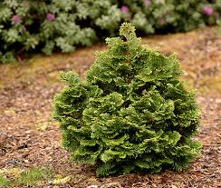 RedCrocus Hinoki Cypress 'Torulosa' (Chamaecyparis obtusa) Live Evergreen Plant, Contorted Glossy Foliage, Narrow Pyramidal Specimen for Borders, Foundations, or Screening  1 Gallon Nursery Pot