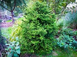 RedCrocus Hinoki Cypress 'Torulosa' (Chamaecyparis obtusa) Live Evergreen Plant, Contorted Glossy Foliage, Narrow Pyramidal Specimen for Borders, Foundations, or Screening  1 Gallon Nursery Pot