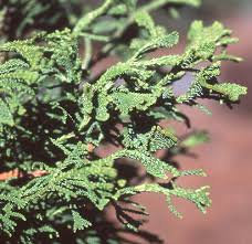 RedCrocus Hinoki Cypress 'Torulosa' (Chamaecyparis obtusa) Live Evergreen Plant, Contorted Glossy Foliage, Narrow Pyramidal Specimen for Borders, Foundations, or Screening  1 Gallon Nursery Pot