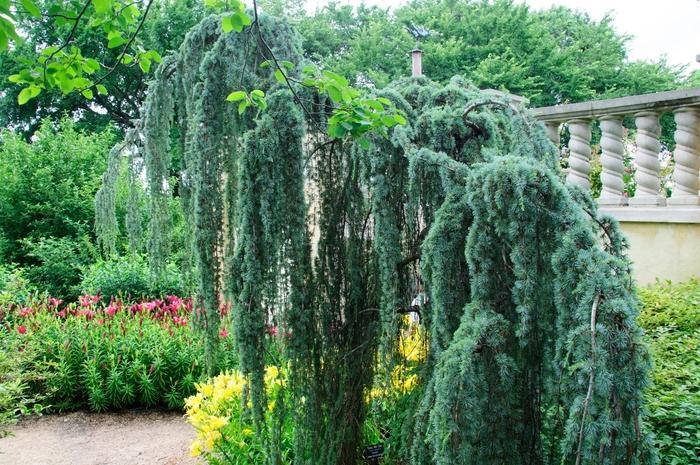 D6 Cedrus Atlantica Glauca Pendula Weeping Atlas Cedar - View 10 from www redcrocus com