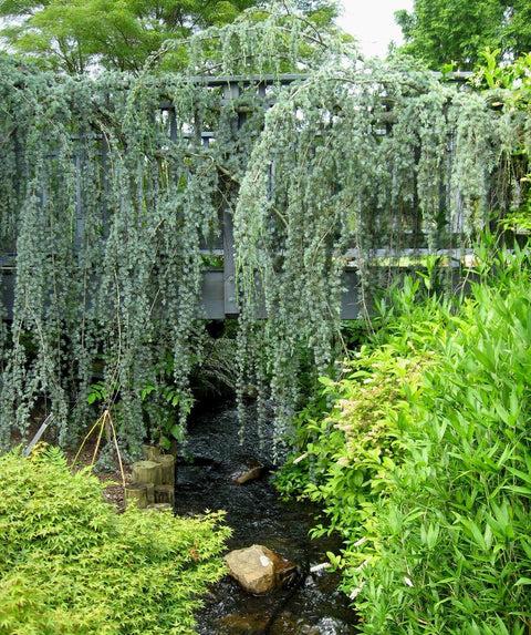D6 Cedrus Atlantica Glauca Pendula Weeping Atlas Cedar - View 26 from www redcrocus com