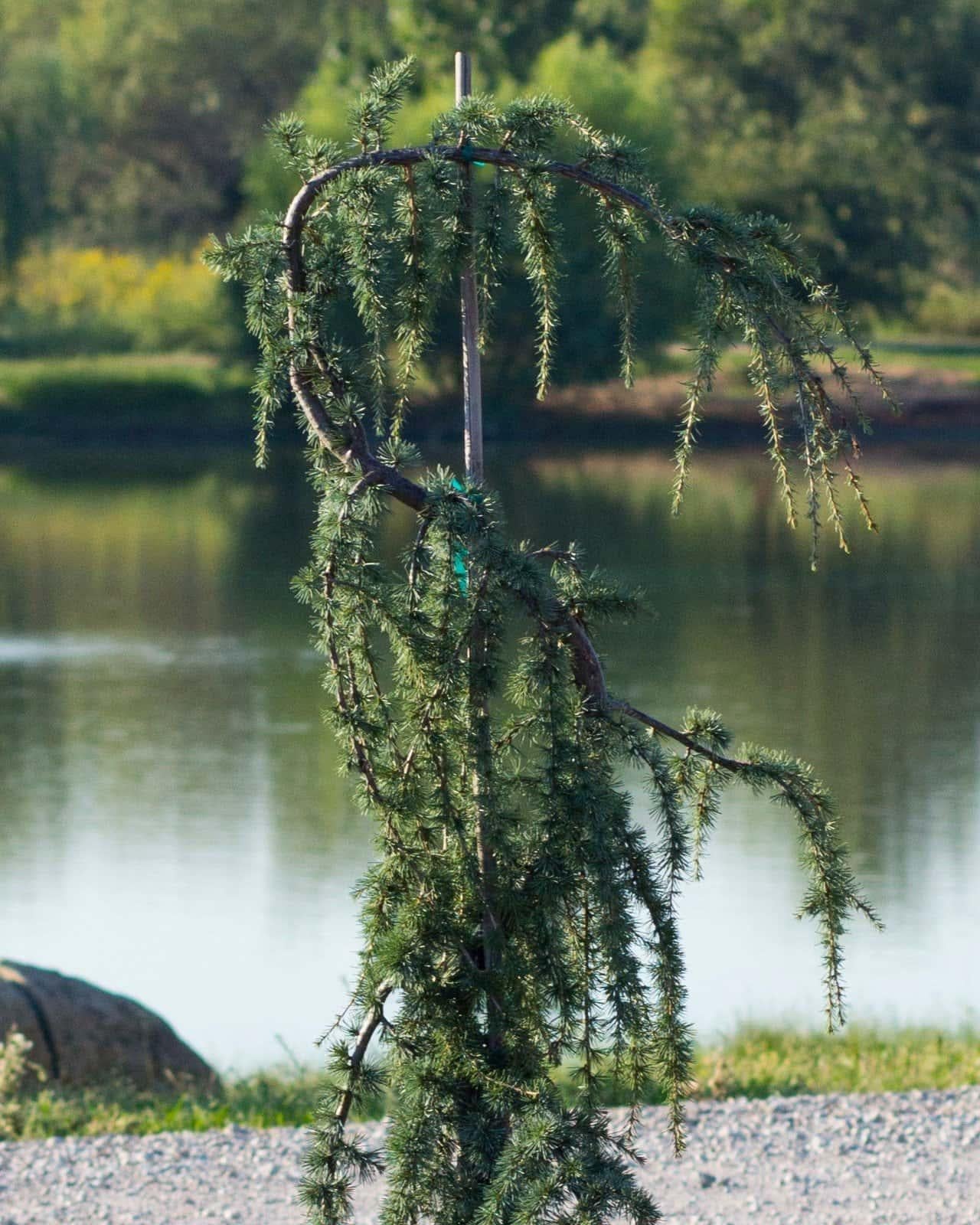 D6 Cedrus Atlantica Glauca Pendula Weeping Atlas Cedar - View 30 from www redcrocus com
