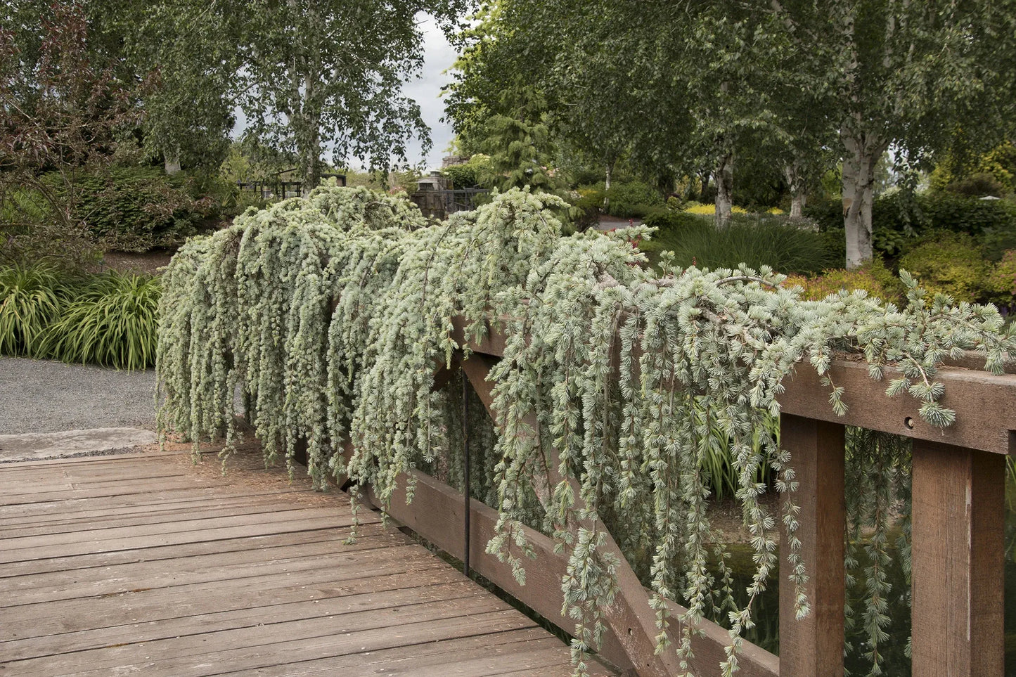 D6 Cedrus Atlantica Glauca Pendula Weeping Atlas Cedar - View 35 from www redcrocus com