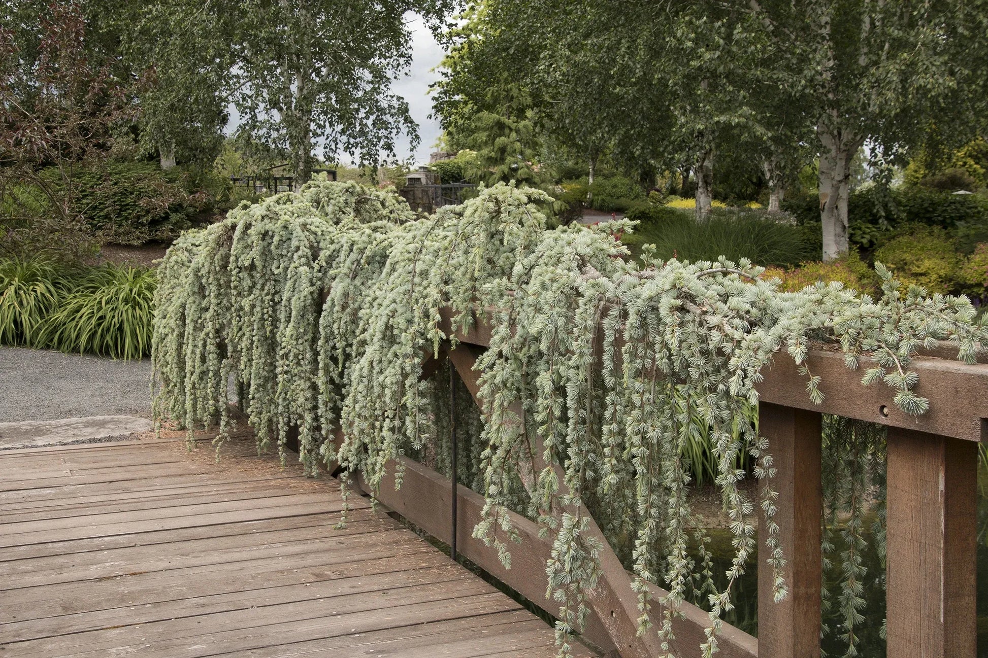 D6 Cedrus Atlantica Glauca Pendula Weeping Atlas Cedar - View 35 from www redcrocus com