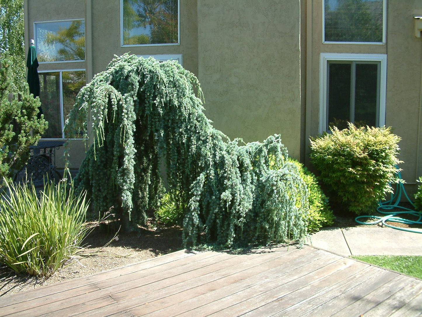 D6 Cedrus Atlantica Glauca Pendula Weeping Atlas Cedar - View 36 from www redcrocus com