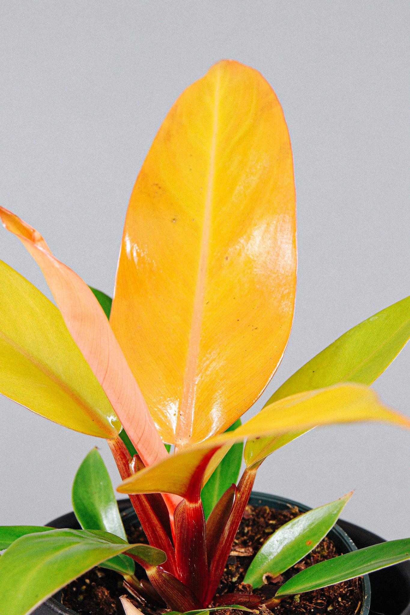 Philodendron Prince Of Orange - View 10 from www redcrocus com