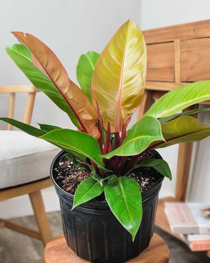 Philodendron Prince Of Orange - View 18 from www redcrocus com