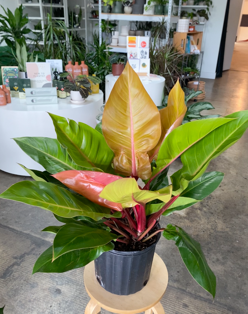 Philodendron Prince Of Orange - View 25 from www redcrocus com