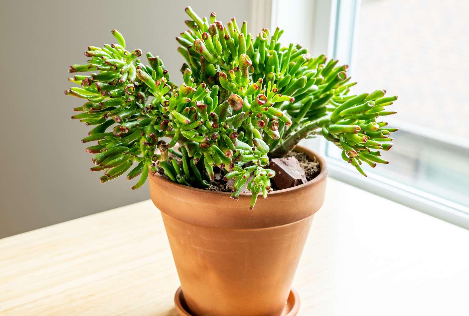 A9a Succulent Crassula Ovata Hobbit Jade - View 10 from www redcrocus com