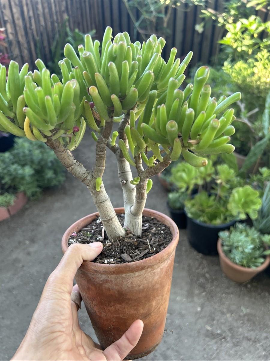A9a Succulent Crassula Ovata Hobbit Jade - View 14 from www redcrocus com