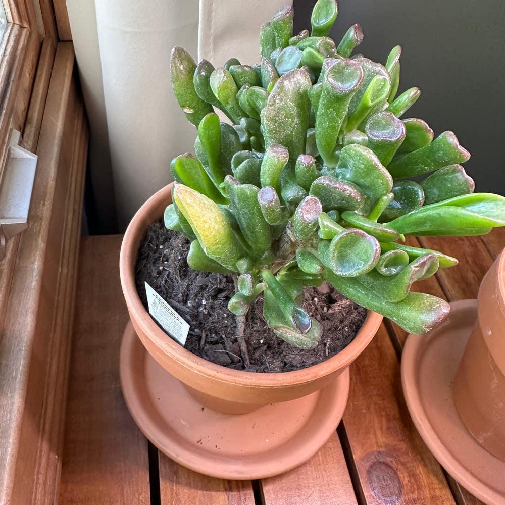 A9a Succulent Crassula Ovata Hobbit Jade - View 16 from www redcrocus com