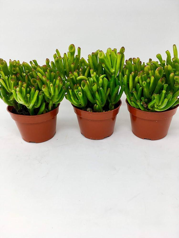 A9a Succulent Crassula Ovata Hobbit Jade - View 17 from www redcrocus com