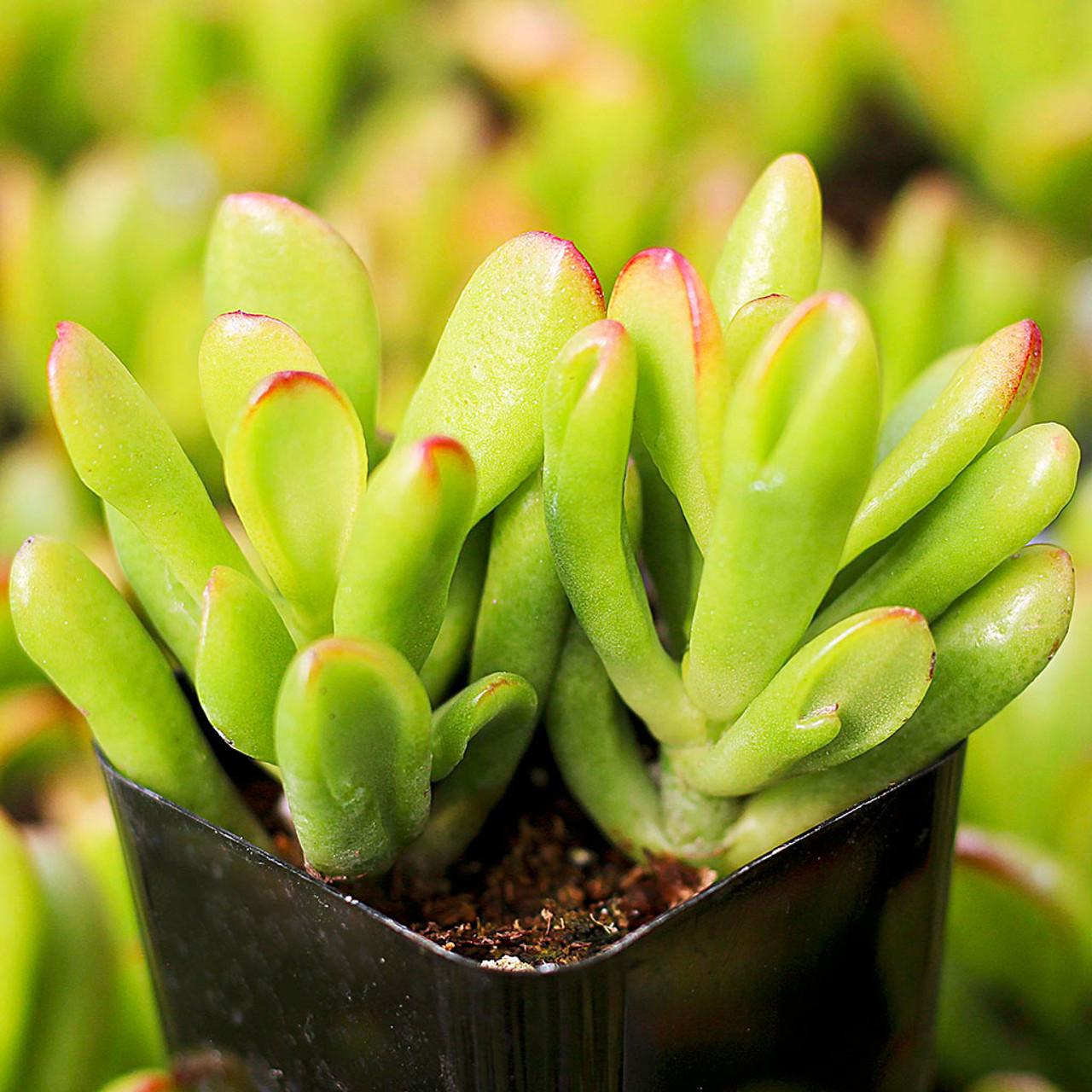 A9a Succulent Crassula Ovata Hobbit Jade - View 1 from www redcrocus com