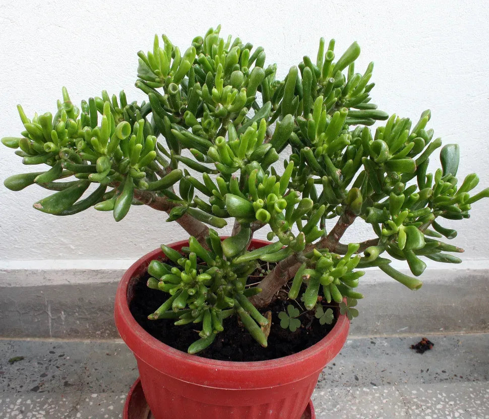 A9a Succulent Crassula Ovata Hobbit Jade - View 20 from www redcrocus com