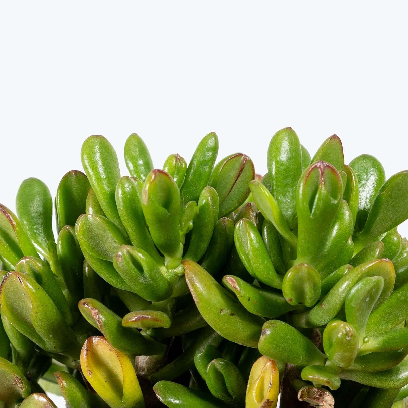 A9a Succulent Crassula Ovata Hobbit Jade - View 22 from www redcrocus com