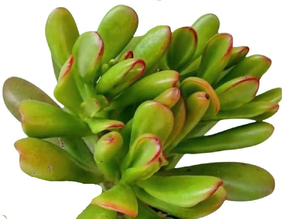 A9a Succulent Crassula Ovata Hobbit Jade - View 26 from www redcrocus com