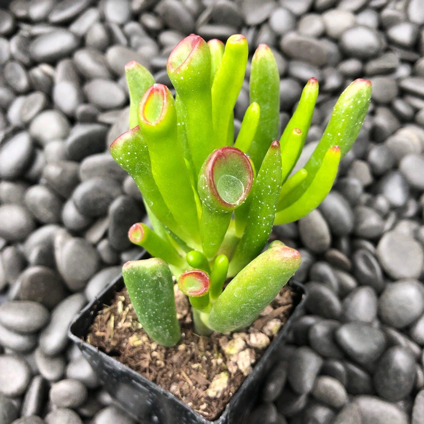A9a Succulent Crassula Ovata Hobbit Jade - View 27 from www redcrocus com