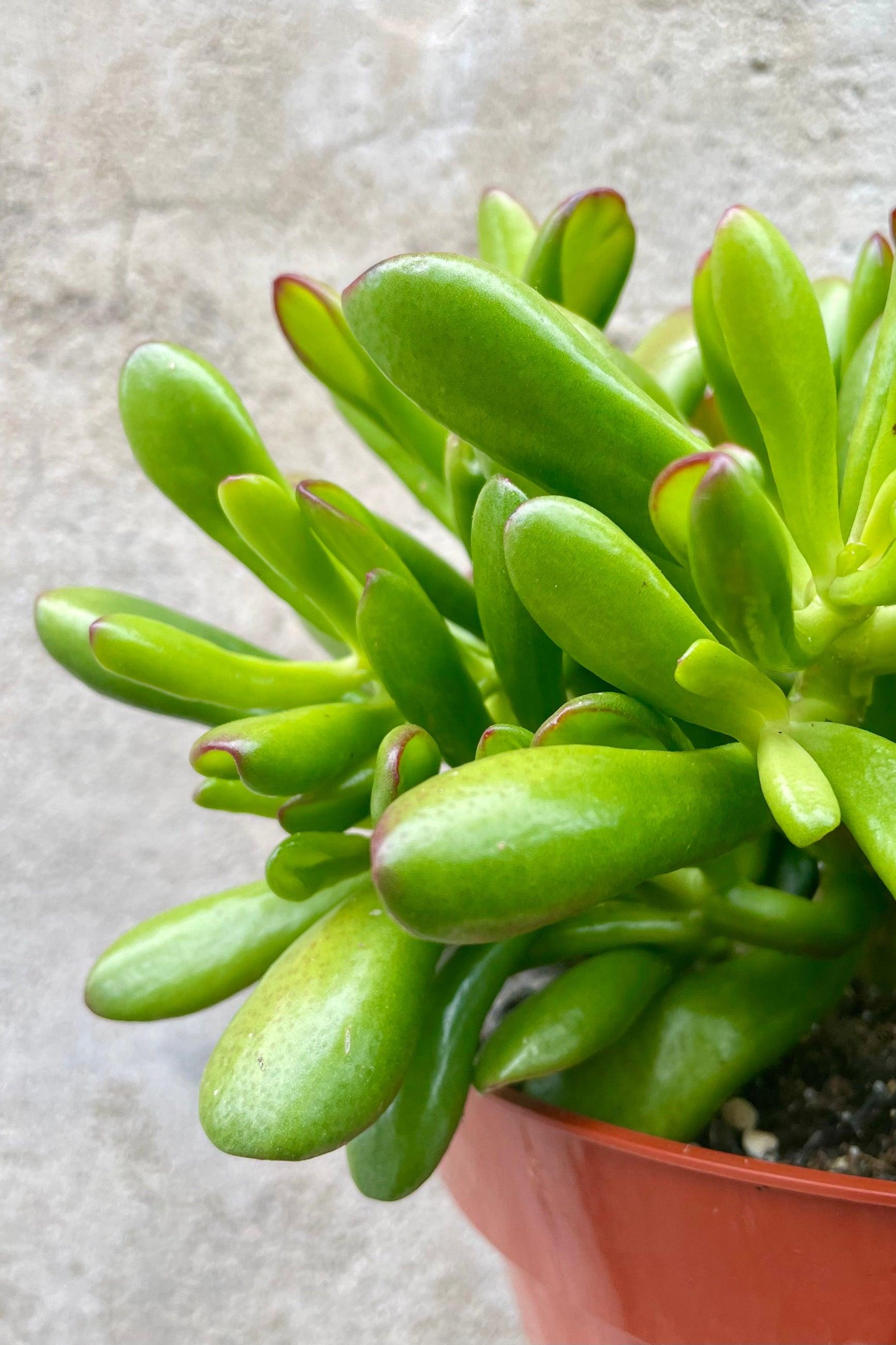 A9a Succulent Crassula Ovata Hobbit Jade - View 29 from www redcrocus com