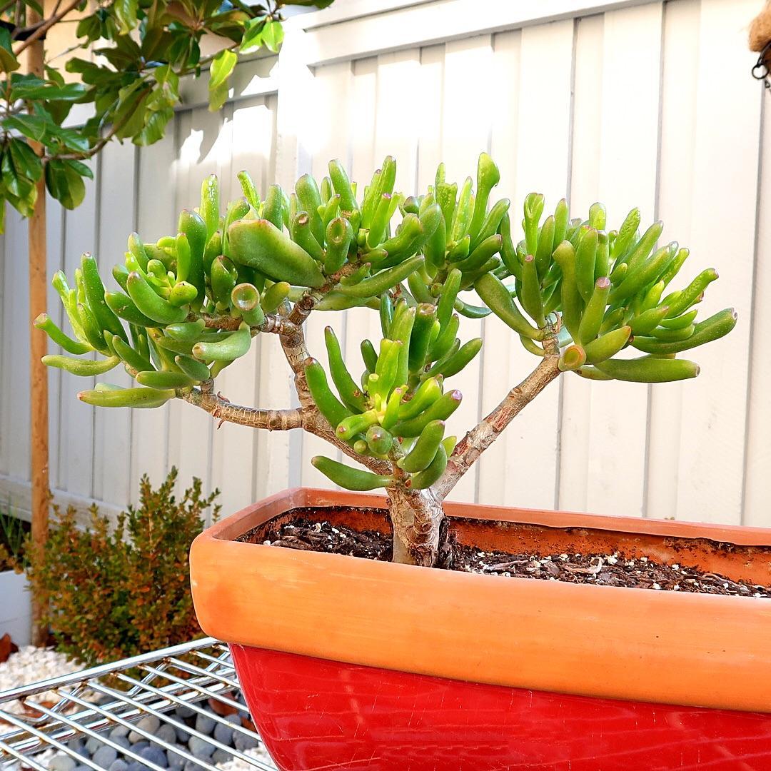 A9a Succulent Crassula Ovata Hobbit Jade - View 31 from www redcrocus com