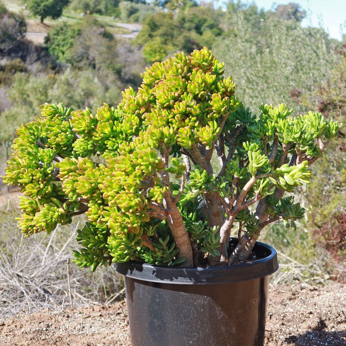 A9a Succulent Crassula Ovata Hobbit Jade - View 6 from www redcrocus com