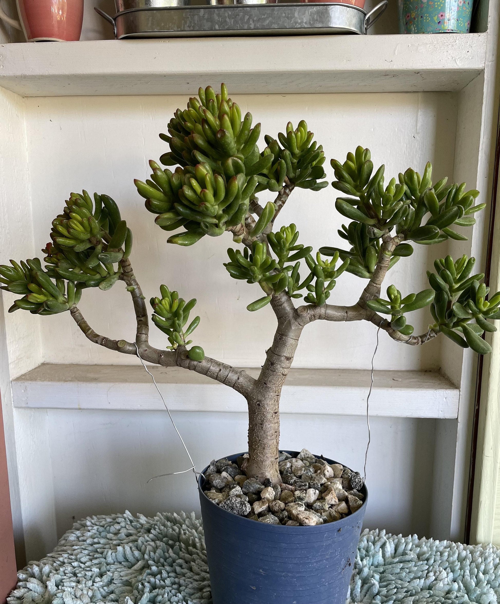 A9a Succulent Crassula Ovata Hobbit Jade - View 8 from www redcrocus com