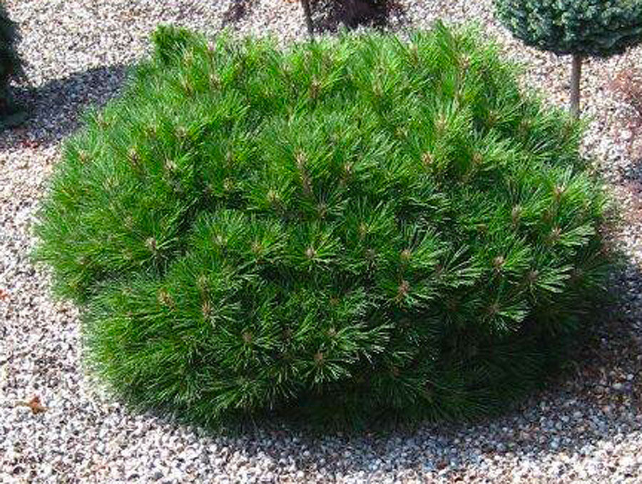 RedCrocus Pinus nigra 'Plerrick Bregeon' Austrian Pine – Evergreen Privacy, Windbreak, Salt & Pollution Tolerant, Wildlife Friendly Live Tree  5 Gallon Nursery Pot