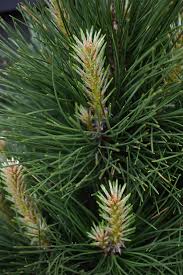 RedCrocus Pinus nigra 'Plerrick Bregeon' Austrian Pine – Evergreen Privacy, Windbreak, Salt & Pollution Tolerant, Wildlife Friendly Live Tree  5 Gallon Nursery Pot