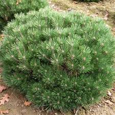 RedCrocus Pinus nigra 'Plerrick Bregeon' Austrian Pine – Evergreen Privacy, Windbreak, Salt & Pollution Tolerant, Wildlife Friendly Live Tree  5 Gallon Nursery Pot