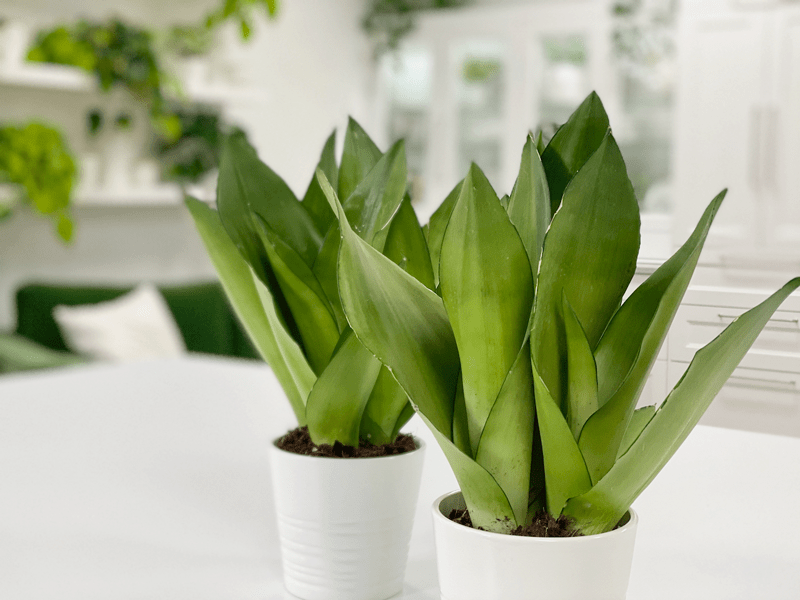 Ba9 Sanseveria Moonshine - View 15 from www redcrocus com
