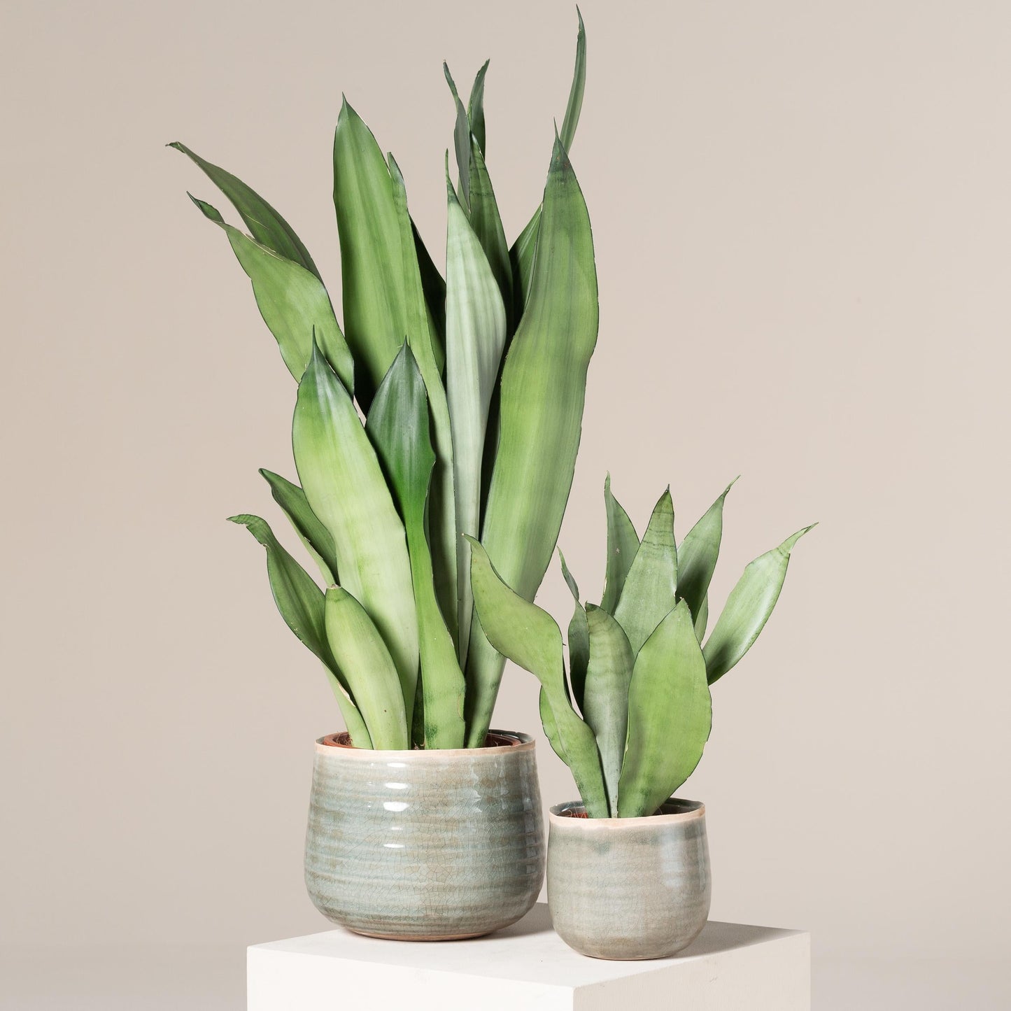 Ba9 Sanseveria Moonshine - View 27 from www redcrocus com