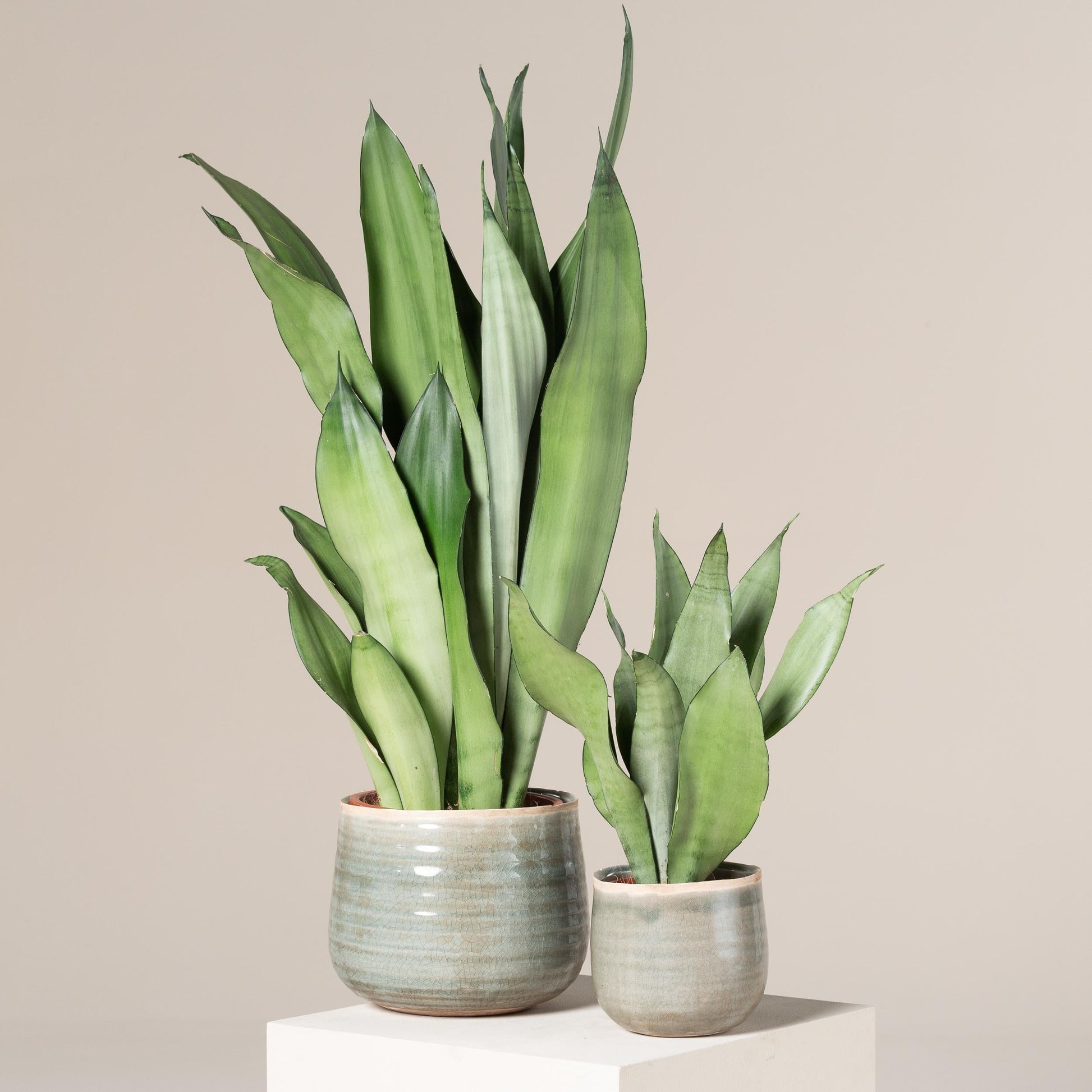 Ba9 Sanseveria Moonshine - View 27 from www redcrocus com