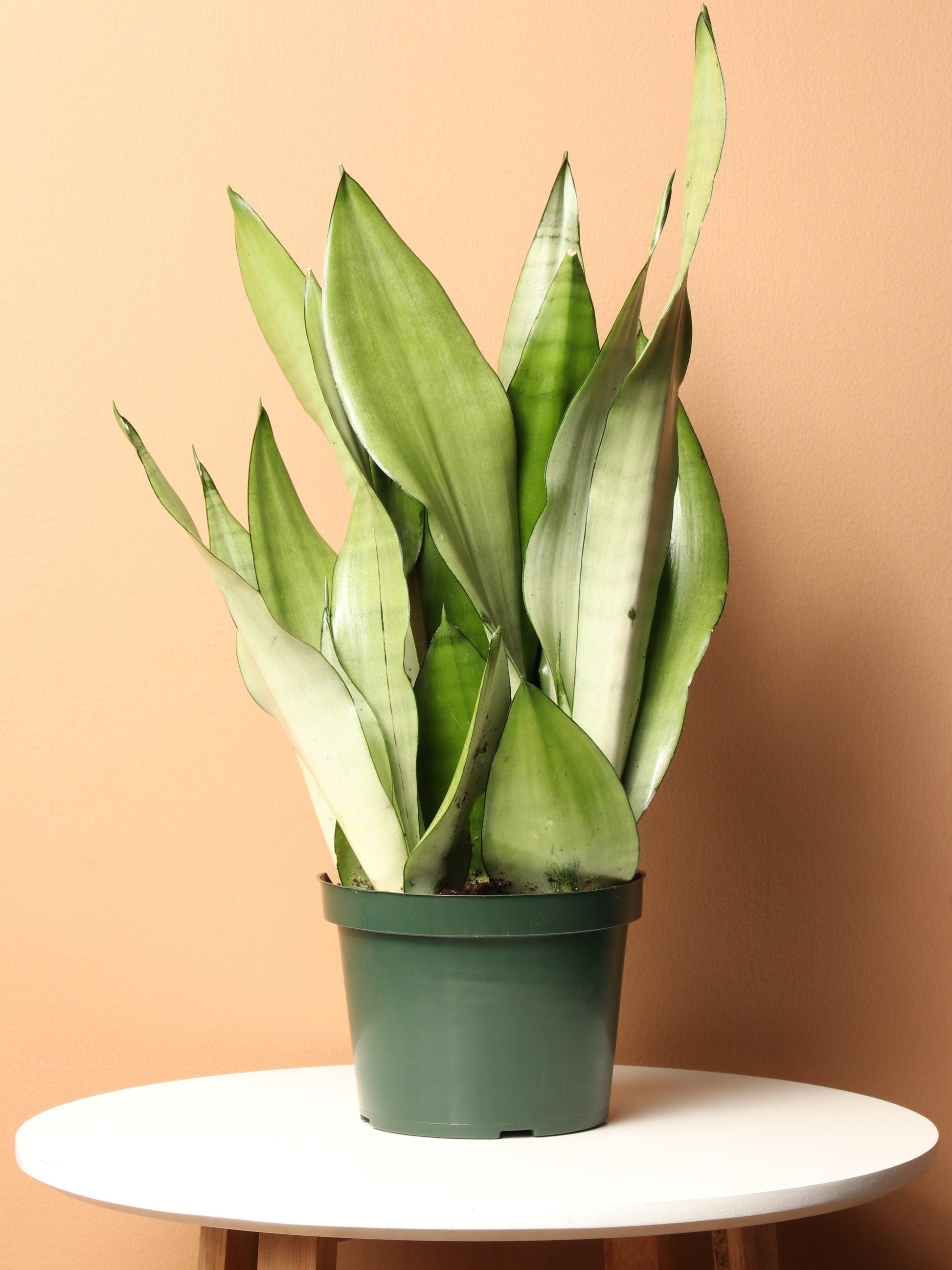 Ba9 Sanseveria Moonshine - View 29 from www redcrocus com
