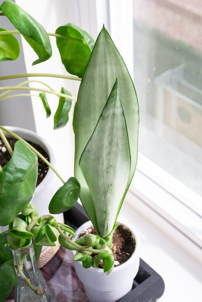 Ba9 Sanseveria Moonshine - View 32 from www redcrocus com