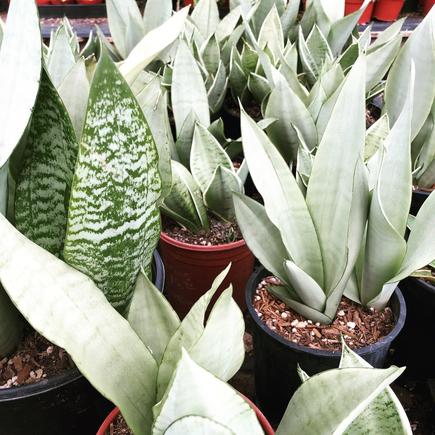 Ba9 Sanseveria Moonshine - View 6 from www redcrocus com