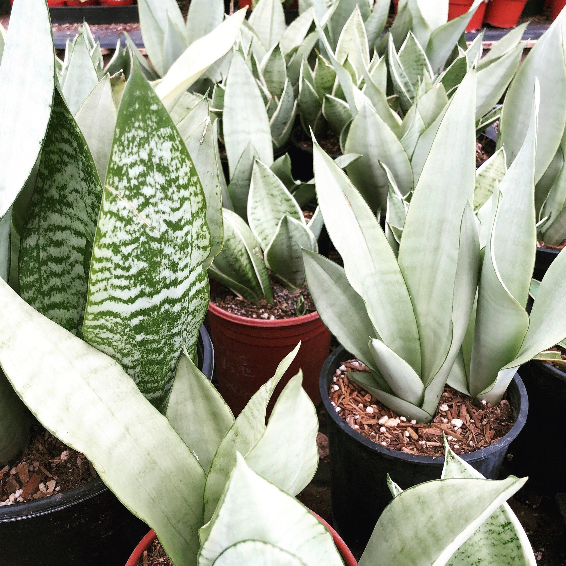 Ba9 Sanseveria Moonshine - View 6 from www redcrocus com