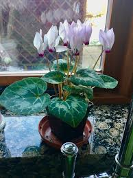 RedCrocus Cyclamen persicum - Blue Flowering Indoor Plant, Shade-Loving Perennial, Pet Toxin, Pollinator Attractant, 6-12 Inch  4" Pot (Pack of 2)