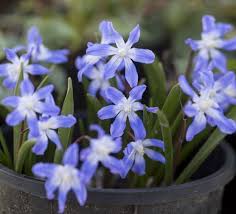 RedCrocus Cyclamen persicum - Blue Flowering Indoor Plant, Shade-Loving Perennial, Pet Toxin, Pollinator Attractant, 6-12 Inch  4" Pot (Pack of 2)