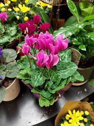 RedCrocus Cyclamen persicum - Blue Flowering Indoor Plant, Shade-Loving Perennial, Pet Toxin, Pollinator Attractant, 6-12 Inch  4" Pot (Pack of 2)