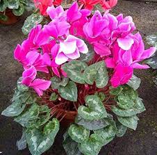RedCrocus Cyclamen persicum - Blue Flowering Indoor Plant, Shade-Loving Perennial, Pet Toxin, Pollinator Attractant, 6-12 Inch  4" Pot (Pack of 2)