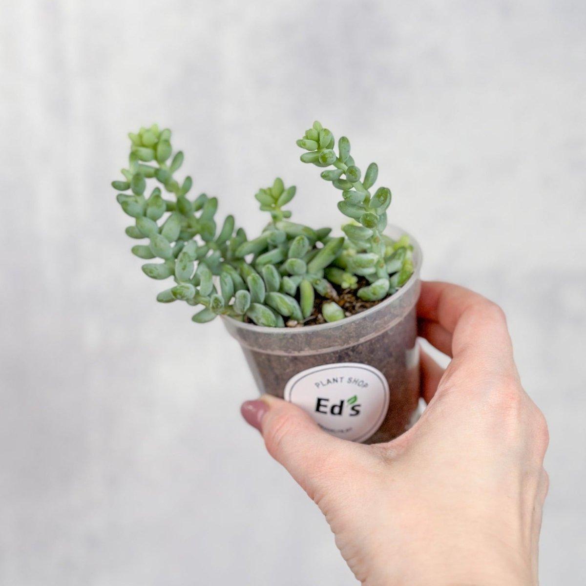 D25 Succulent Sedum Morg  Burros Tail - View 10 from www redcrocus com