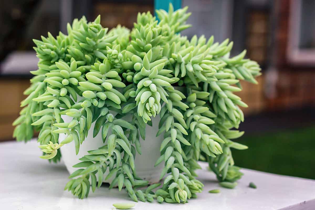 D25 Succulent Sedum Morg  Burros Tail - View 11 from www redcrocus com