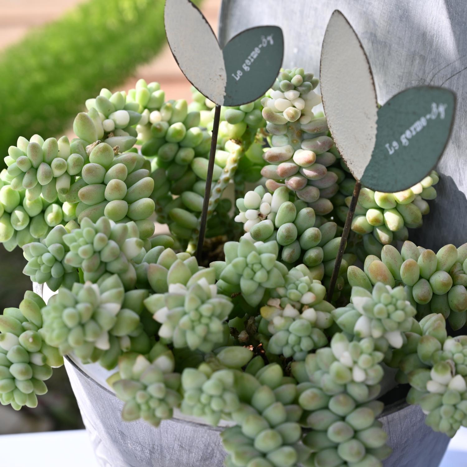 D25 Succulent Sedum Morg  Burros Tail - View 13 from www redcrocus com